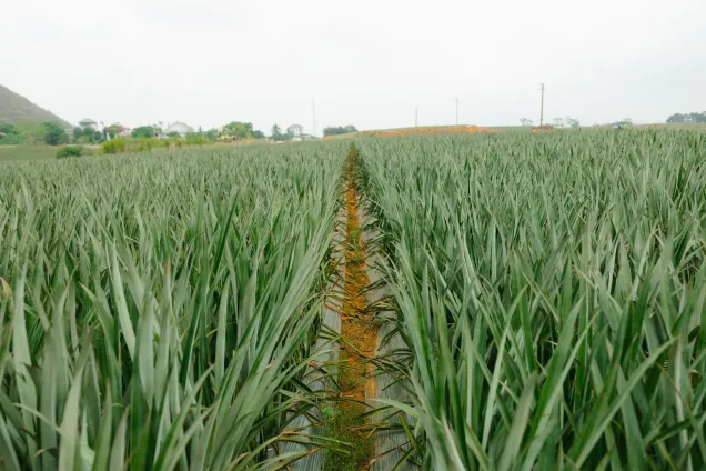 Terrain agricole 2 ha Kindia