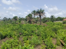 Domaine clôturé à Moribayah - photo 2