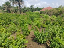 Domaine clôturé à Moribayah - photo 3