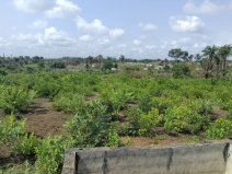 Domaine clôturé à Moribayah - photo 5